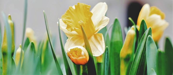 Easter Message from Chaplain Scanlon